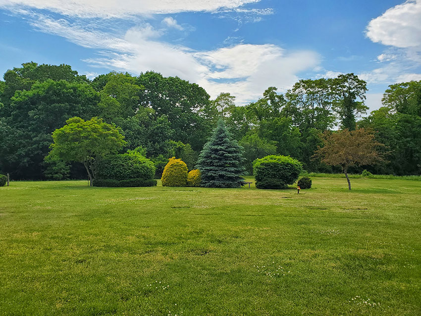 Thoreau Meadows